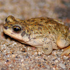 Red-spotted toad