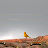 Sicalis Coronado - Saffron Finch