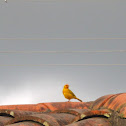 Sicalis Coronado - Saffron Finch