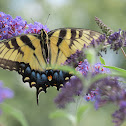 Eastern Tiger Swallowtail (female)
