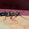 Earwig