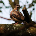 Spotted Dove or Spotted Turtle dove