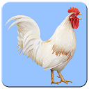 Flying chicken 1.12 APK Download