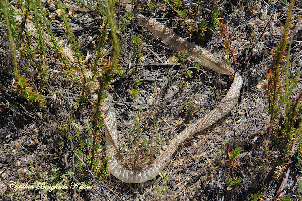 snake skin project noah