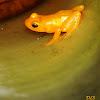 Golden rocket frog
