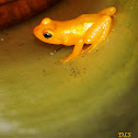Golden rocket frog