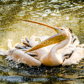 Pelican by Mina Jaguar - Animals Birds