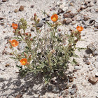 Scaly Globemallow