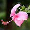 朱槿（Hibiscus rosa-sinensis）