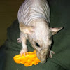 dumbo rat (naked)