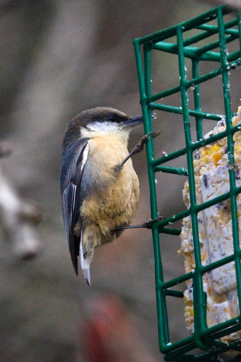 Pygmy Nuthatch