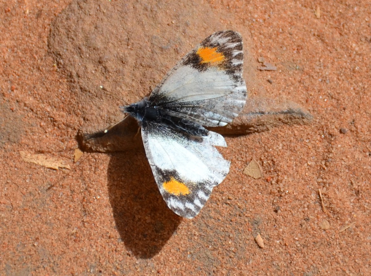 Pacific Orangetip (female)
