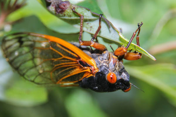 Iowa's 2014 Periodical Cicada Brood | Project Noah