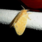 Tussock moth