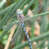 Paddle-tailed Darner (male)