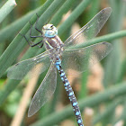 Paddle-tailed Darner (male)