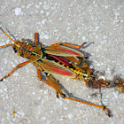 Eastern Lubber Grasshopper