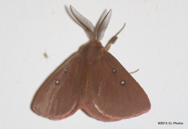 Four-dotted Anthela
