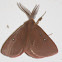 Four-dotted Anthela
