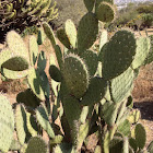 Nopal