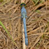 Eastern Pondhawk