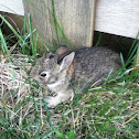 Eastern Cottontail