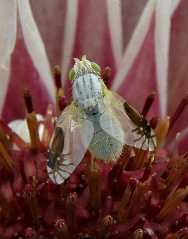 Peacock fly (fruit fly)
