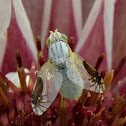 Peacock fly (fruit fly)