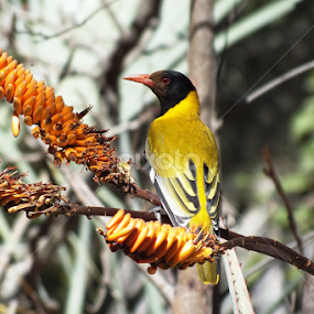 Black-headed Oriole by Piet  Grobler - Animals Birds