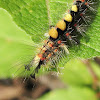 Rusty Tussock Caterpillar