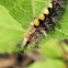 Rusty Tussock Caterpillar