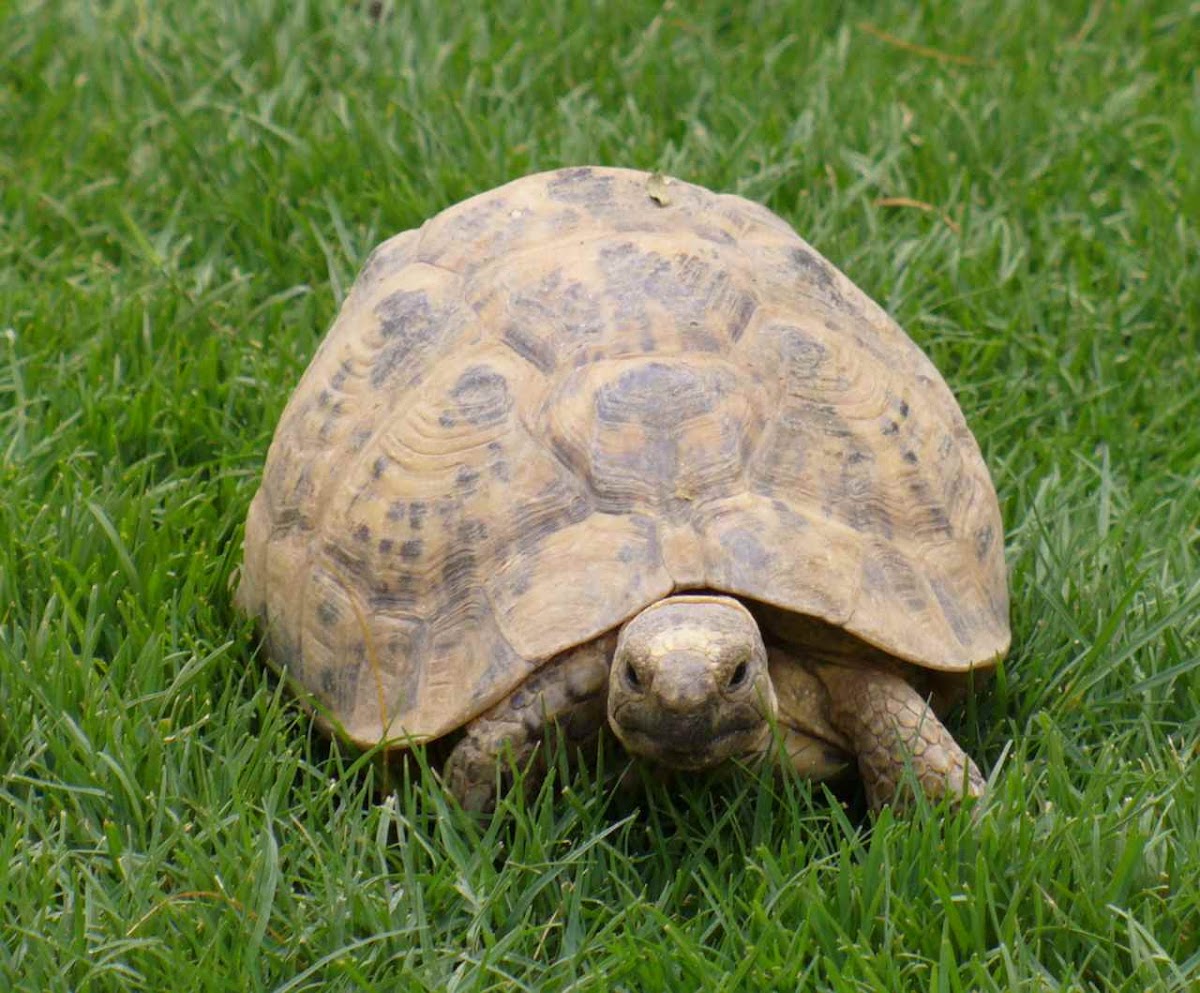 Negev Tortoise