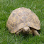 Negev Tortoise