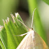 Chickweed Geometer male