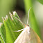 Chickweed Geometer male
