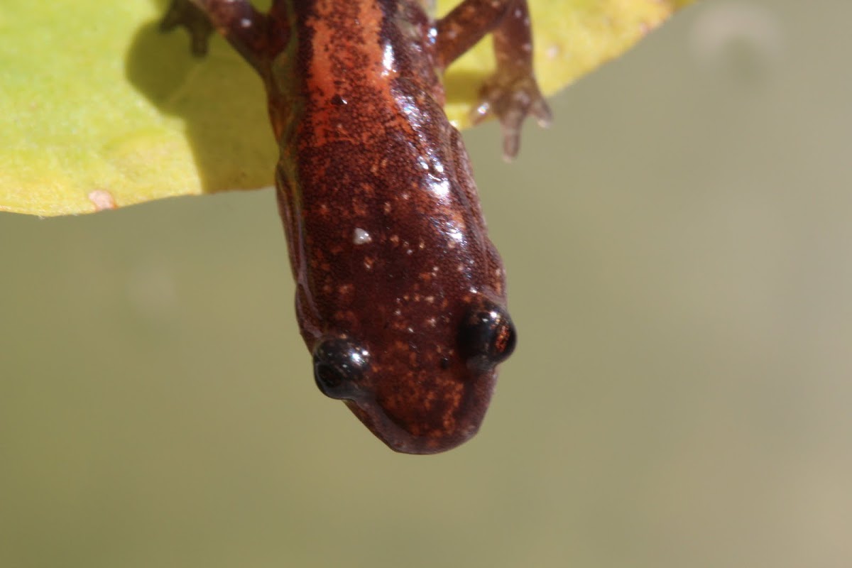 Red-backed Salamander  