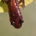 Red-backed Salamander  