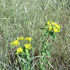 Green Spurge or Leafy Spurge