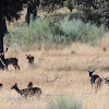 Fallow deer; Gamo