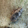 Black Flat-headed Leafhopper