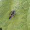 Harlequin ladybird larve??
