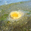 Egg yolk jellyfish