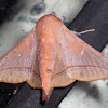 Sack-bearer Moth