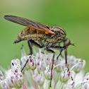 Empidid fly