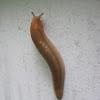 Common Garden Slug