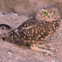 ground owl