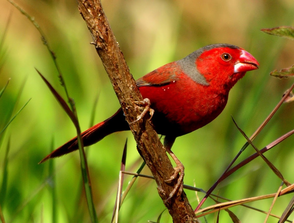 Crimson Finch ( male ) Project Noah