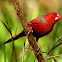 Crimson Finch ( male )