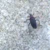 Red Shouldered Bug