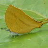 Common Yamfly